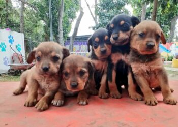 Perritos rescatados en carretera al Boquerón recibirán atención y buscan un nuevo hogar