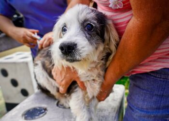 Municipalidad refuerza el bienestar animal con jornada gratuita de vacunación en Ciudad Delgado