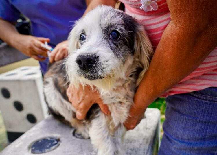 Municipalidad refuerza el bienestar animal con jornada gratuita de vacunación en Ciudad Delgado