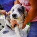 Municipalidad refuerza el bienestar animal con jornada gratuita de vacunación en Ciudad Delgado