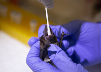 Cientificos de China y Brasil descubren nuevo virus en murciélagos parecido al Covid-19