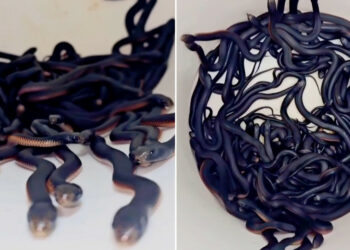 VIDEO: Llaman a recoger unas serpientes de un jardín y resulta que son cientos y venenosas