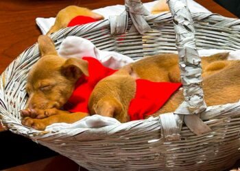 Refugios municipales de San Salvador Centro pondrán a disposición peluditos que buscan un hogar responsable y lleno de amor