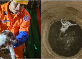 Rescatan a perrito tras caer en un pozo en Santa Ana