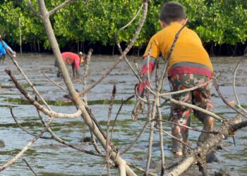 Programa de Migración Laboral enviará contingente de «curileros» salvadoreños a Canadá, en la lucha para erradicar el trabajo infantil en los manglares