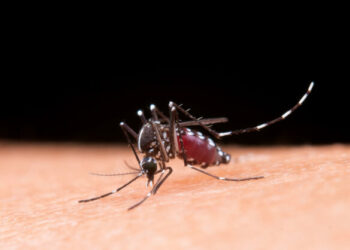 Brasil anuncia su primera vacuna contra el dengue