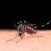 Brasil anuncia su primera vacuna contra el dengue