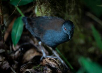 Hallan ave que se creía extinta hace casi 200 años