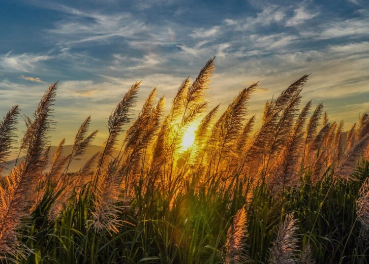 Autoridades advierten sobre ráfagas de hasta 60 km/h y riesgo de caída de árboles por ingreso de Vientos Nortes