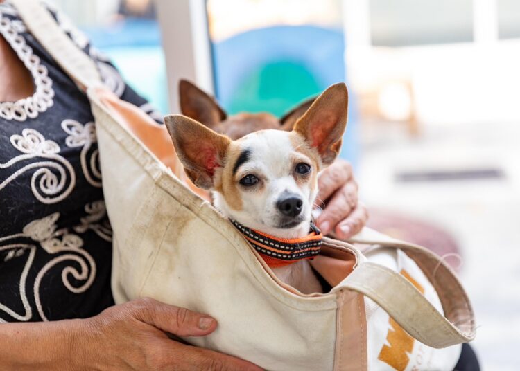 Chivo Pets seguirá operando con más presupuesto tras revisión presidencial; usuarios destacan su labor