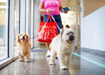 Chivo Pets: Ampliación de servicios especializados y compromiso con la calidad