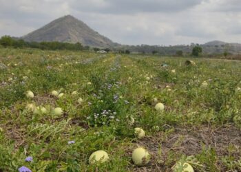 El Festival de la Sandía 2025 llega a Santa Ana Oeste con música, tradición y sabor