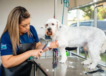 Diariamente son atendidos entre 600 a 800 pacientes en Chivo Pets, Hospital Veterinario