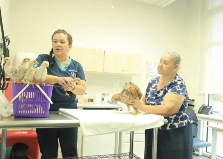 Salvadoreños llevan a sus gallinas y polluelos a pasar consulta a Chivo Pets