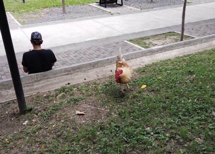 Joven se hace viral por salir a pasear con un gallo