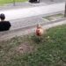 Joven se hace viral por salir a pasear con un gallo