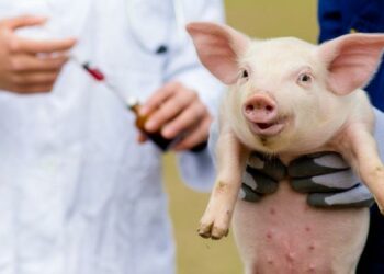 Científicos chinos transplantan con éxito un hígado de cerdo en un humano