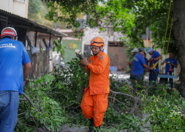 Bomberos y gestores territoriales trabajan en limpieza y poda de árboles en San Salvador