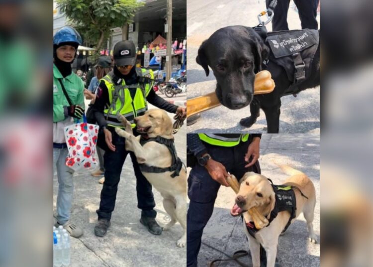 Personas y empresas solidarias brindan alimentos e hidratación a perritos rescatistas de Bangkok