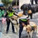 Personas y empresas solidarias brindan alimentos e hidratación a perritos rescatistas de Bangkok