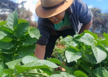 Productores salvadoreños impulsan la baja en precios de la canasta básica