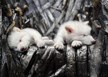 Dos lobos «terribles» han vuelto a la vida después de 10,000 años