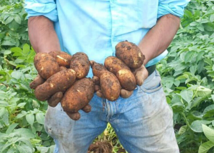 Cosecha salvadoreña de papa Russet ya está disponible en la Central de Abastos y Agro Mercados