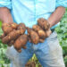 Cosecha salvadoreña de papa Russet ya está disponible en la Central de Abastos y Agro Mercados