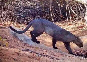 Avistan un gato zonto en zona boscosa del país
