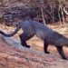 Avistan un gato zonto en zona boscosa del país