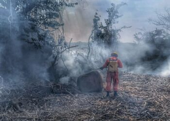 Bomberos atienden caída de árbol y controla incendio en distintos puntos del occidente del país