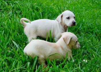 Alcalde Mario Durán invita a adoptar un “peludito” en refugios municipales.