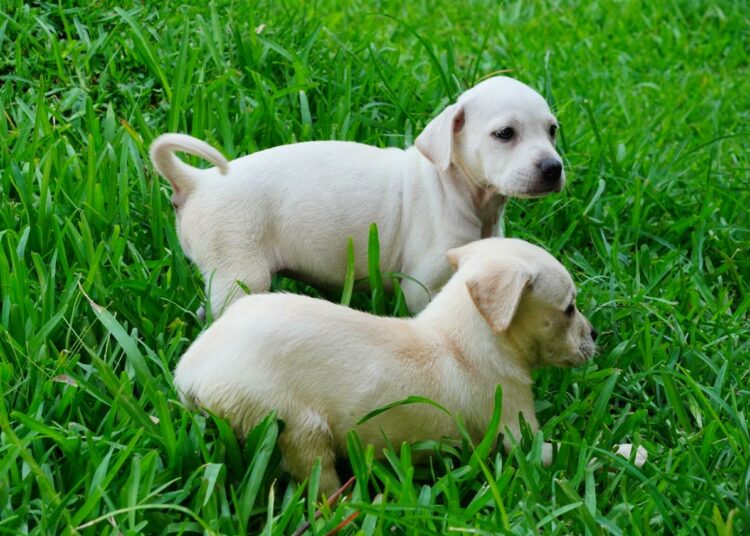 Alcalde Mario Durán invita a adoptar un “peludito” en refugios municipales.
