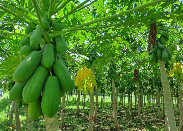 Gobierno destaca esfuerzos en sanidad vegetal para garantizar alimentos nutritivos y de calidad