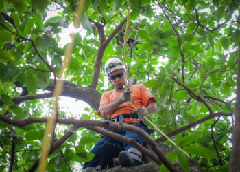 Acciones preventivas incluyen poda de árboles, limpieza de drenajes y coordinación interinstitucional