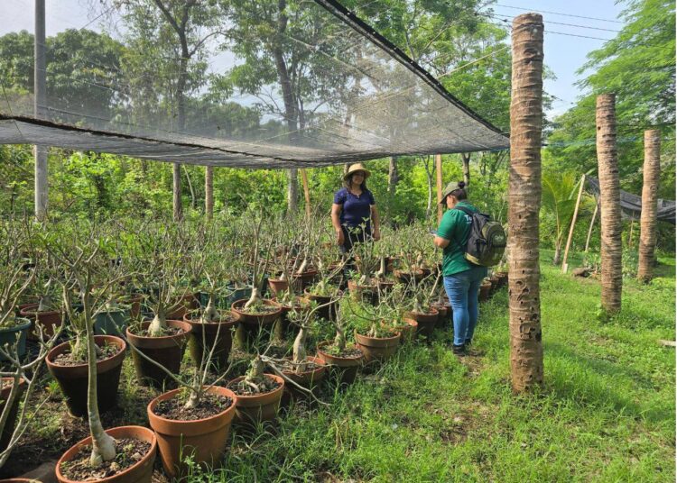 Salvadoreños están colaborando con el Censo Agropecuario y de Pesca El Salvador 2025