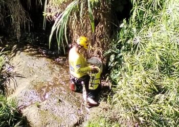 «Osa» fue rescatada tras caer a un río mientras jugaba con un gato