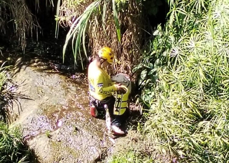 «Osa» fue rescatada tras caer a un río mientras jugaba con un gato