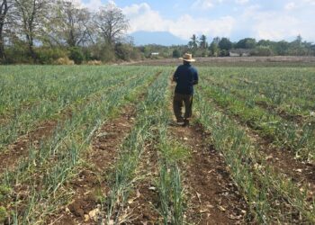 San Juan Opico reactiva su producción de hortalizas a través de clima de seguridad