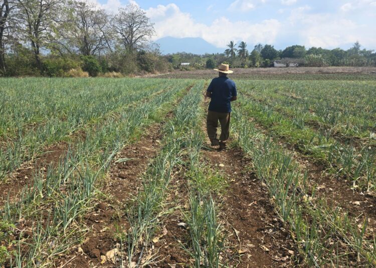 San Juan Opico reactiva su producción de hortalizas a través de clima de seguridad