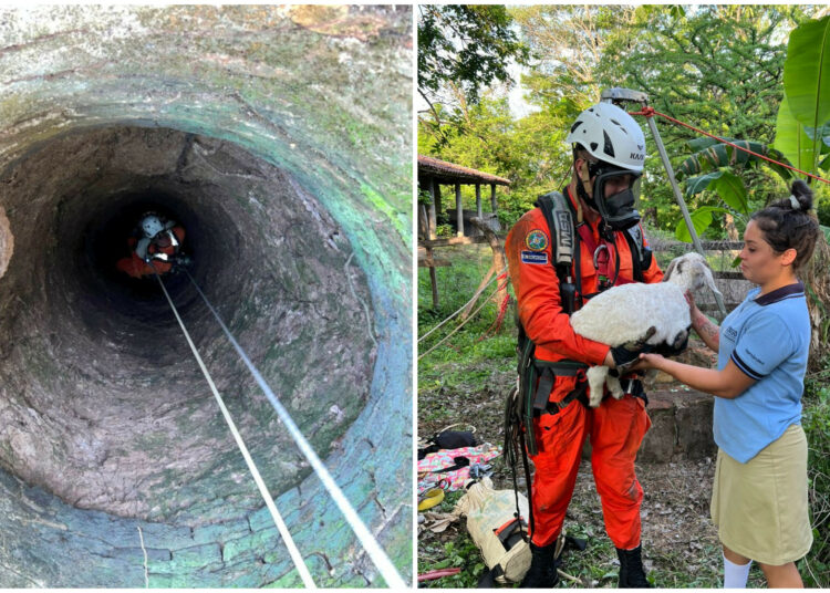 “Toda vida es importante”: salvan a cabrita usando técnicas de rescate vertical