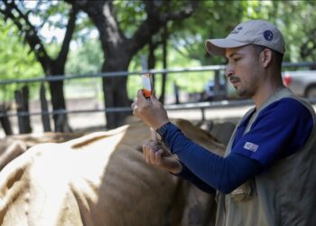 Intensifican jornadas de asistencia técnica para proteger a los bovinos del gusano barrenador