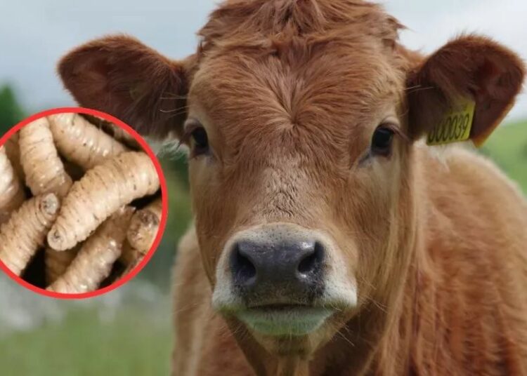 Honduras registra 1,524 casos de gusano barrenador en animales y refuerza medidas de control