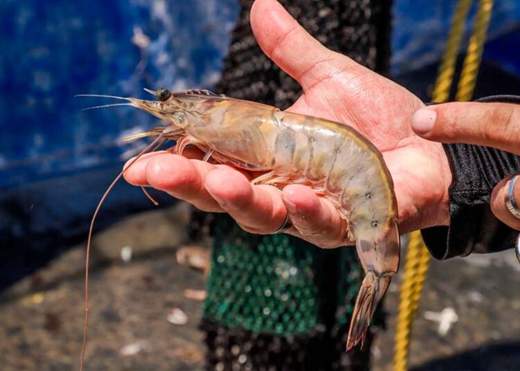 Veda nacional de camarón marino inicia el 2 de mayo