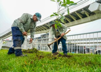 La reforestación como apuesta verde para transformar la ciudad