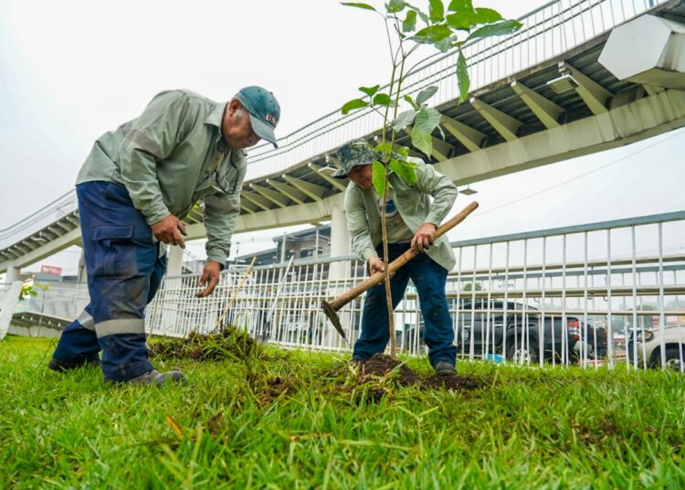La reforestación como apuesta verde para transformar la ciudad