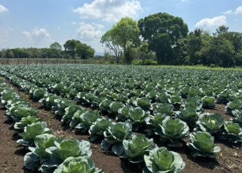 Aumenta la producción nacional tras apuesta del Gobierno