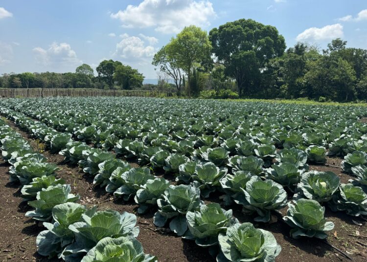 Aumenta la producción nacional tras apuesta del Gobierno