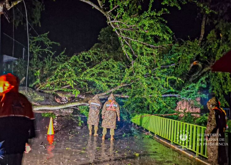 Gobierno atiende emergencia por árbol caído en Ahuachapán Norte