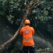 Protección Civil remueve árboles caídos en Soyapango y San Salvador Centro para prevenir riesgos